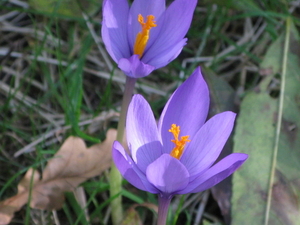 herst crocussen