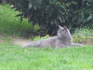 poes van de buren is onze muizenvanger