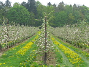 limburgse  appelbloesem