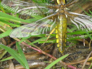 voor mij onbekende insect in de ardennen