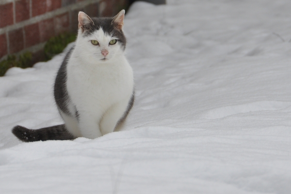 poes op de vakantie park de vers te overloon