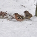 vogeltjes in vakantei park te vers te overloon