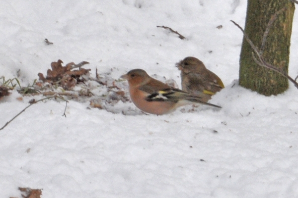 vogeltjes