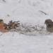 vogeltjes in vakantei park te vers te overloon