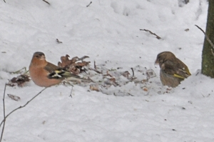 vogeltjes in vakantei park te vers te overloon