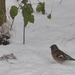 vogeltjes in vakantei park te vers te overloon