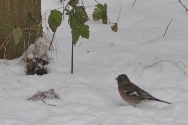 vogeltjes