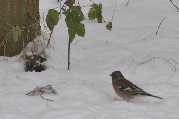 vogeltjes in vakantei park te vers te overloon