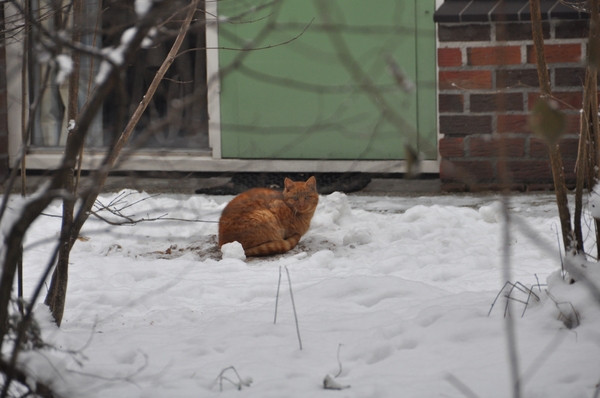 poes op de vakantie park de vers te overloon