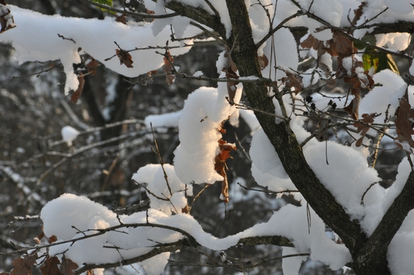 sneeuw detail rond de vers te overloon