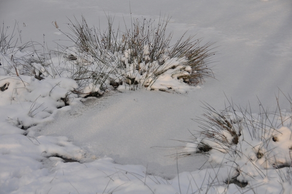 sneeuw detail rond de vers te overloon (meer de vers)