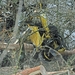 boomzaag machine rond de vers overloonseduinen  te overloon