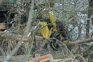 boomzaag machine rond de vers overloonseduinen  te overloon