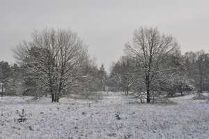 sneeuw natuur rond vakantei park de vers te overloon