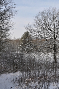 sneeuw natuur rond vakantie park de vers te overloon