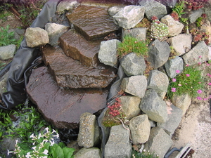 Meipracht in de tuin