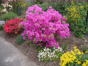 Meipracht in de tuin