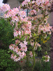 Meipracht in de tuin