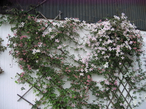 Meipracht in de tuin