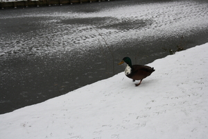 gracht hofke van roosendael