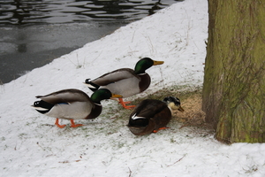 gracht hofke van roosendael