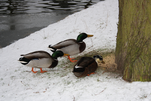 gracht hofke van roosendael