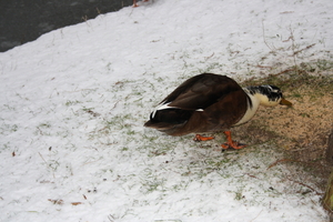gracht hofke van roosendael