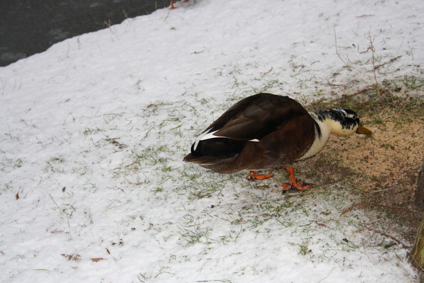 gracht hofke van roosendael