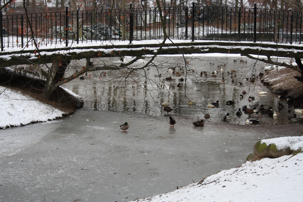 vijver groot park merksem