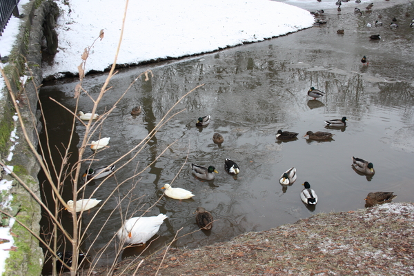 groot park merksem vijver