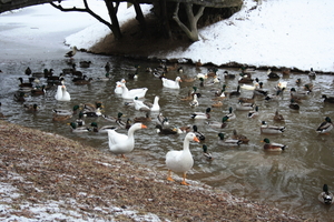groot park merksem vijver