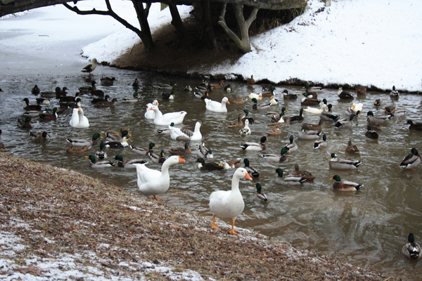 groot park merksem vijver
