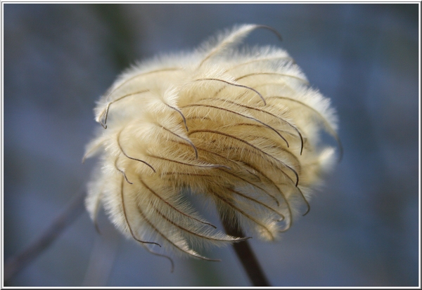 pluizig,bloem,winter