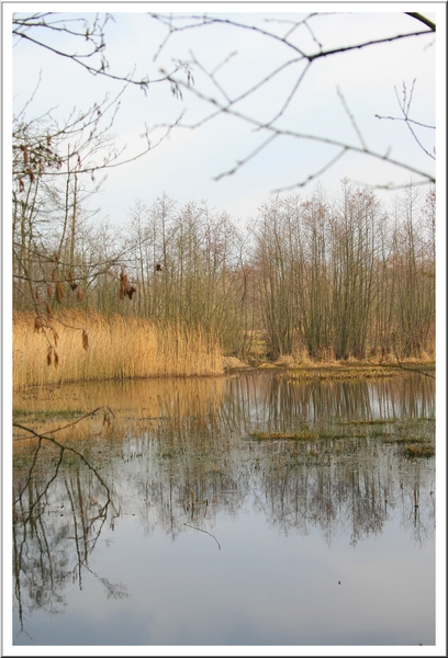 Het Olens Broek,winter,bomen,lucht,water,