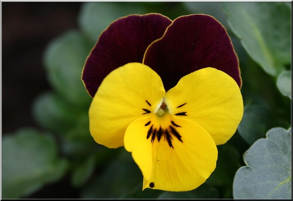 viooltje,bloem,lente,oostmalle