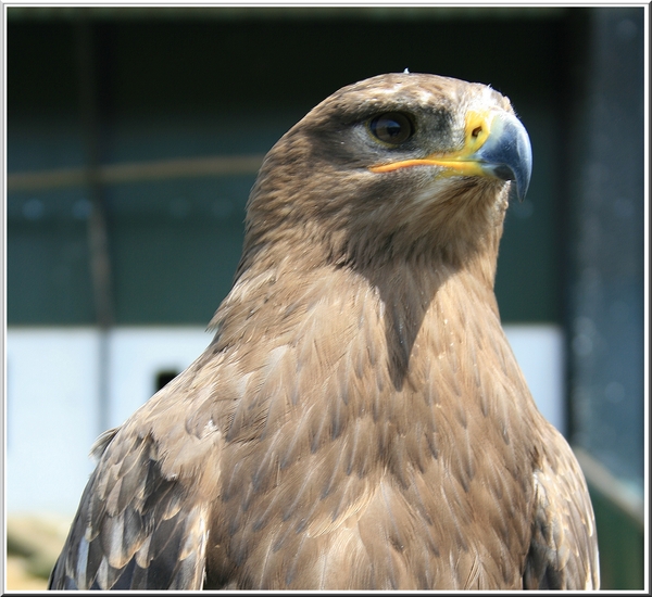 arend,vogel,zoo,olmen,lente