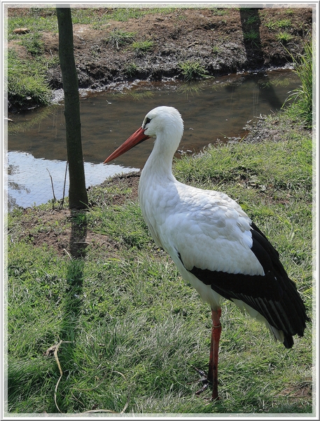 ooievaar,vogel,water,bomen,lente