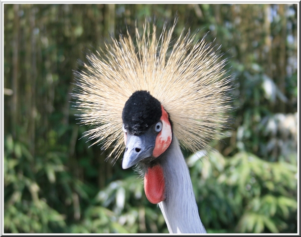 kroonkraanvogel,lente,olmen