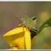 Bremschildwants (Piezodorus lituratus)