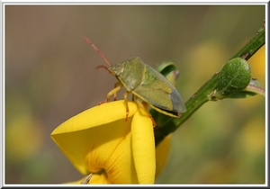 Bremschildwants (Piezodorus lituratus)