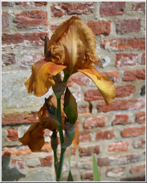 iris,bloem,lente,schoten