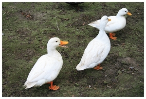 Drie op een rij