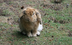 Hangoor konijntje