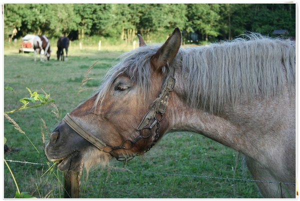 Hmmmm lekker, paard,zomer,bomen,Olen