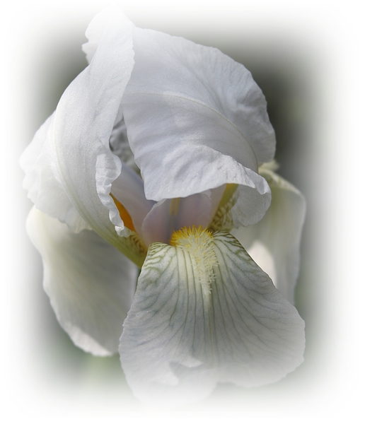 Witte Iris,bloem,Lente