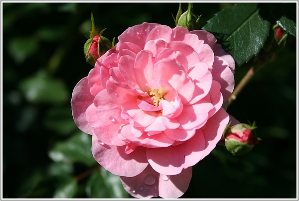 roos,bloem,zomer,Geel,stadspark