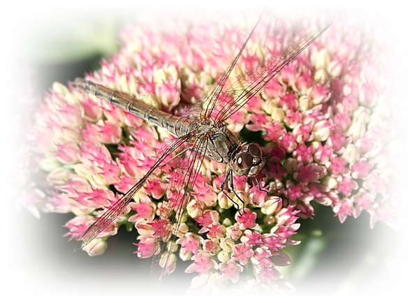 Libelle,insect,bloemen