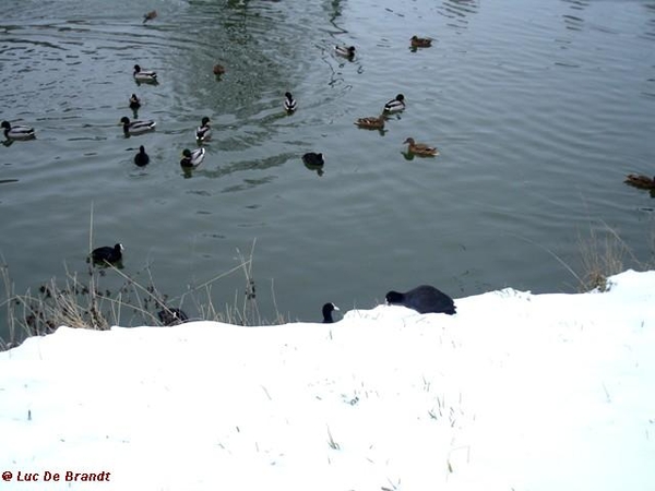 wandeling Denderleeuw