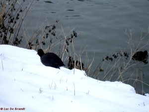 2010_01_10 Denderleeuw 07