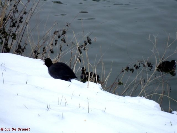 wandeling Denderleeuw